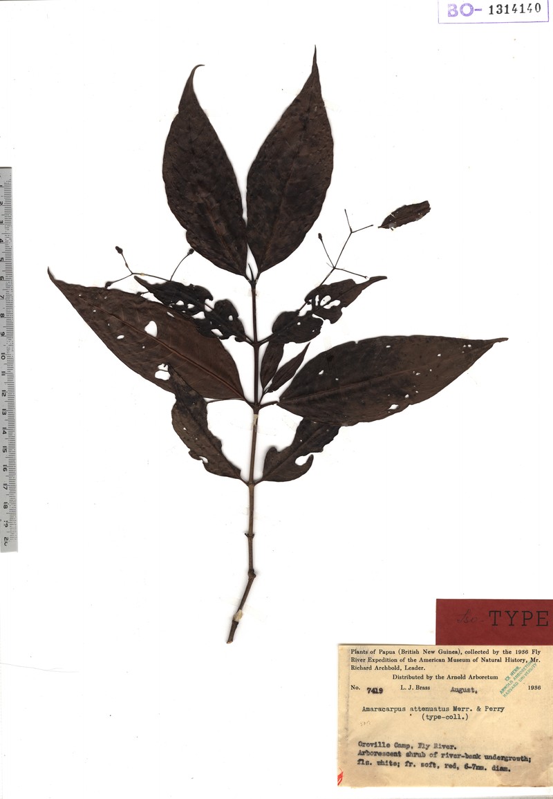 Amaracarpus attenuatus