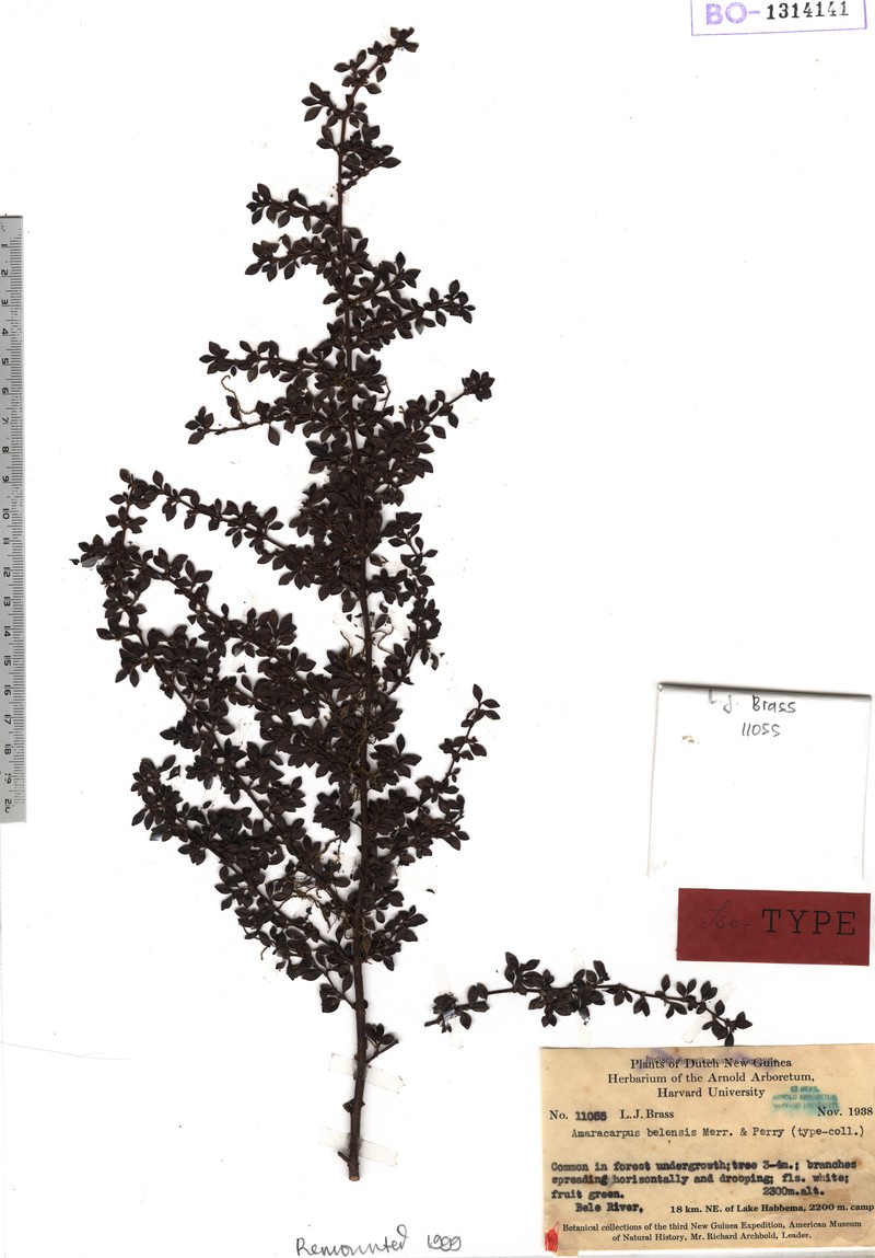 Amaracarpus belensis