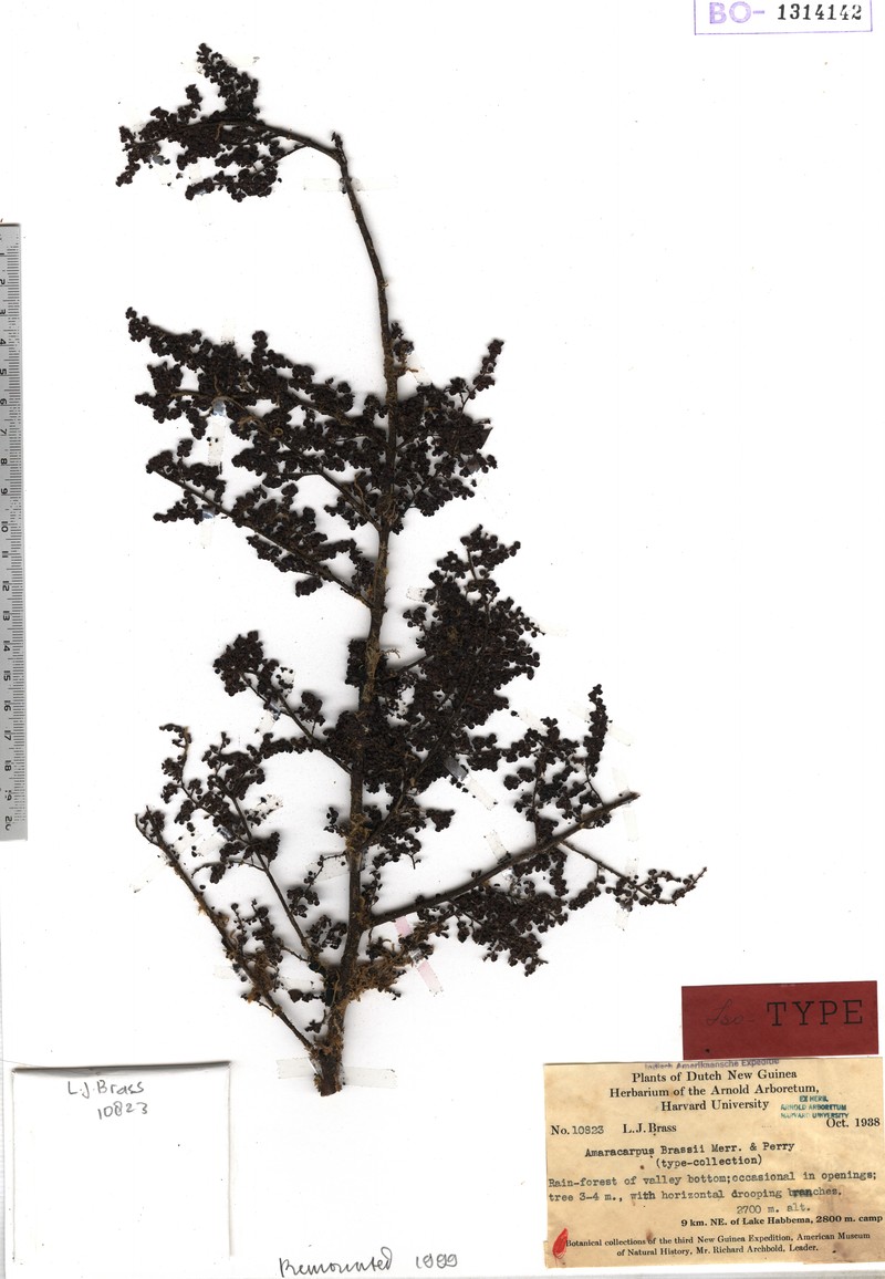 Amaracarpus brassii
