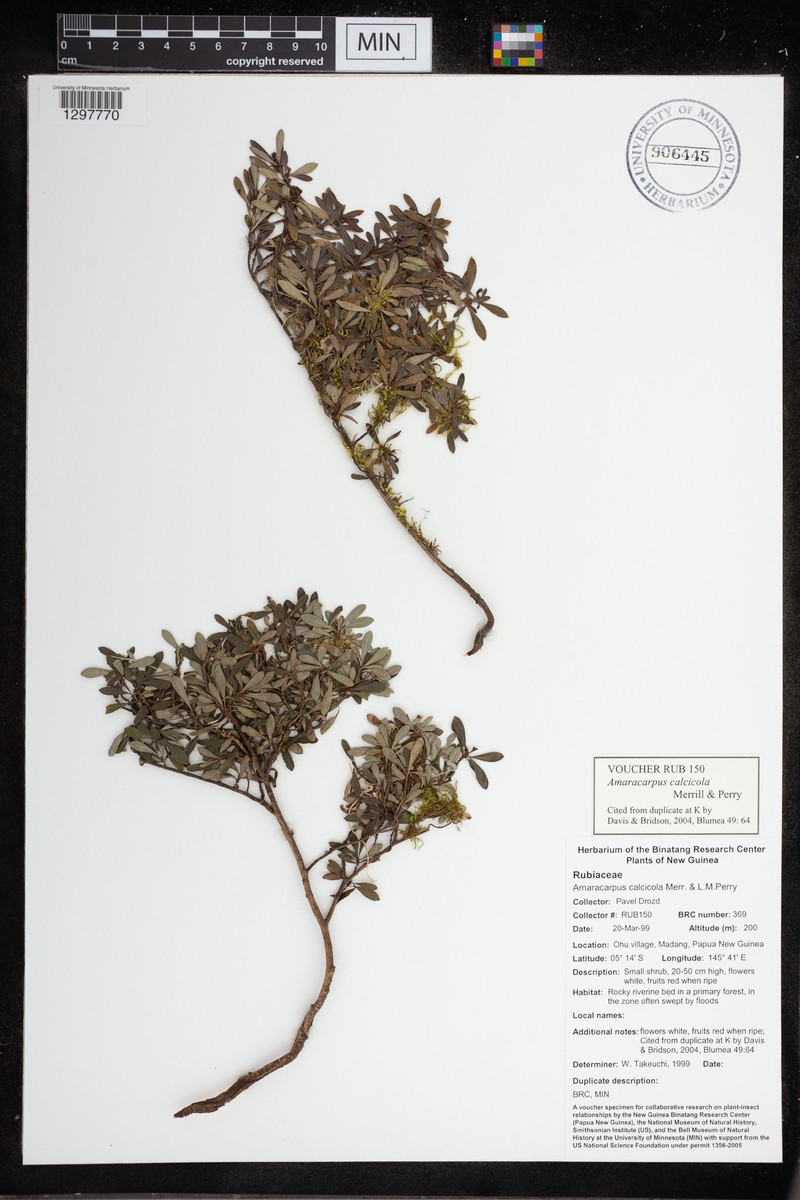 Amaracarpus calcicola
