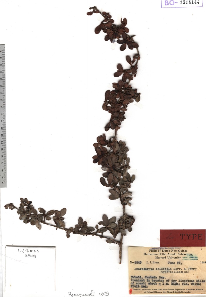 Amaracarpus calcicola photo 2