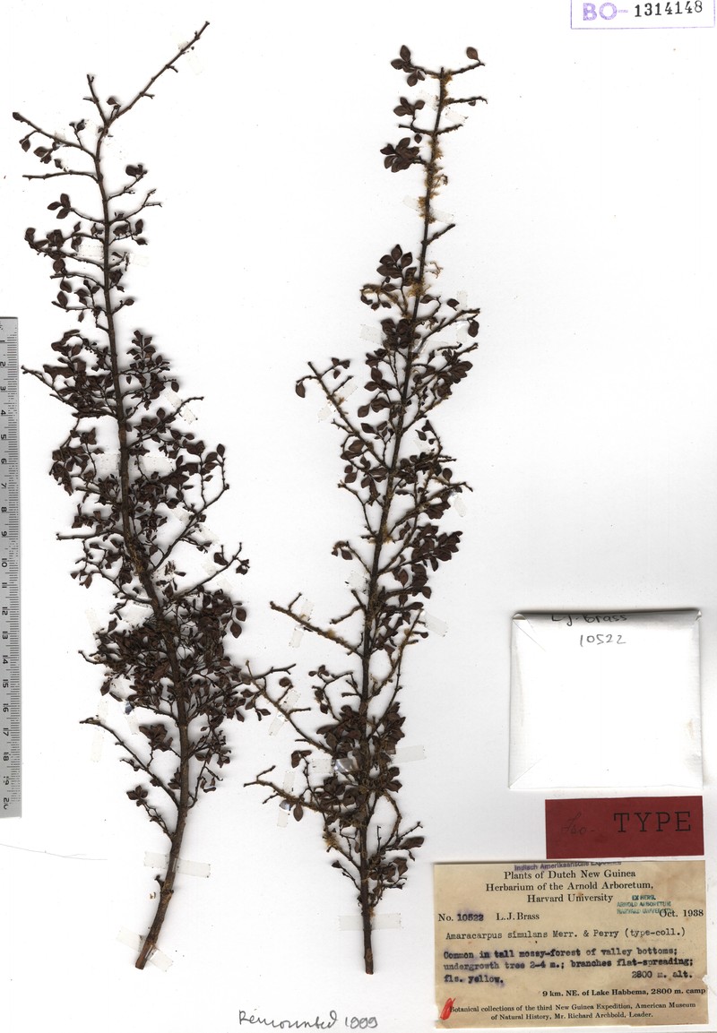 Amaracarpus compactus