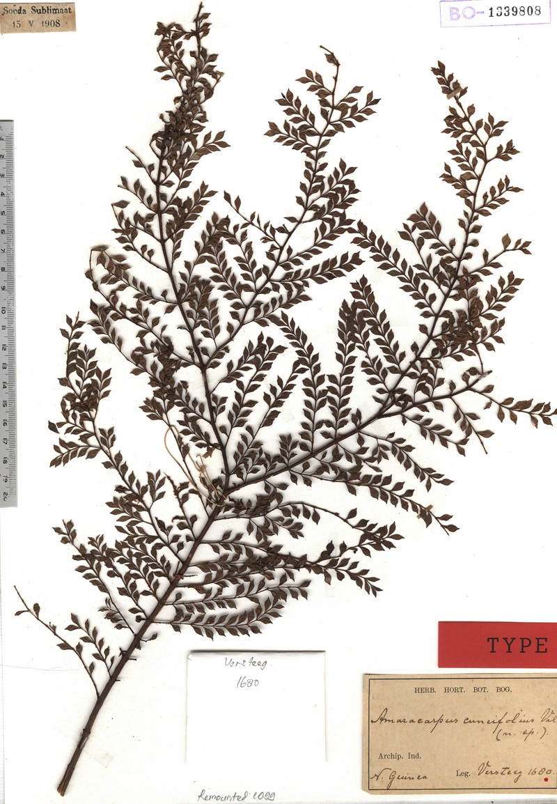 Amaracarpus cuneifolius