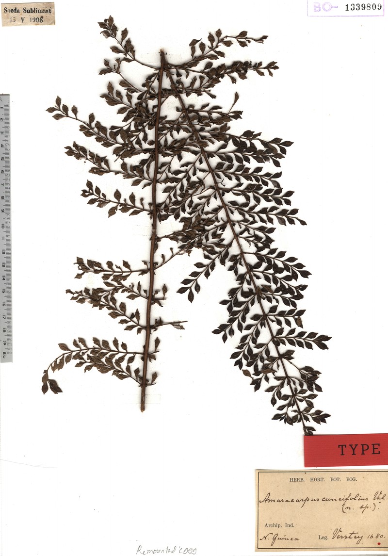 Amaracarpus cuneifolius photo 2