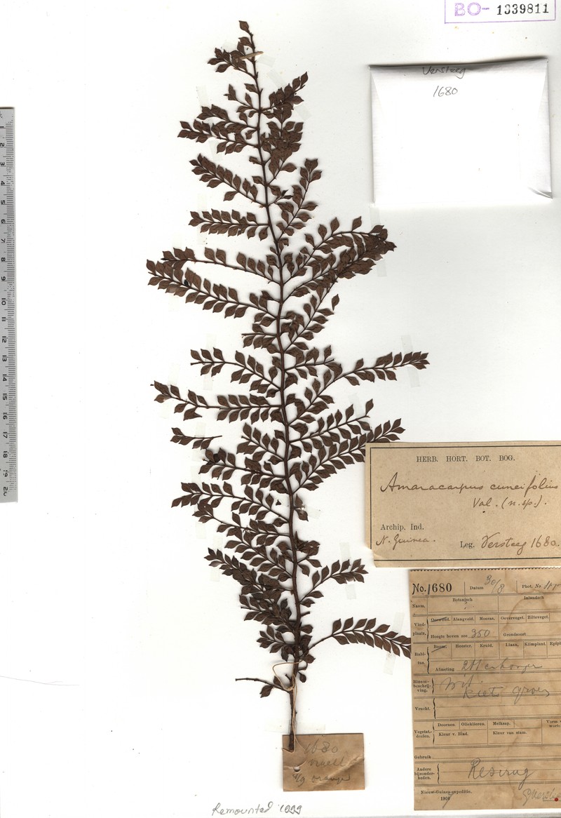 Amaracarpus cuneifolius photo 3