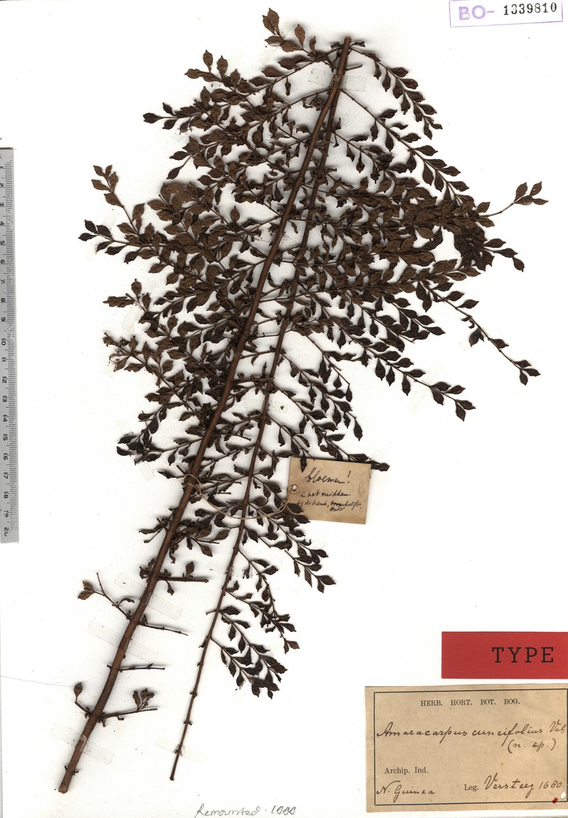 Amaracarpus cuneifolius photo 4