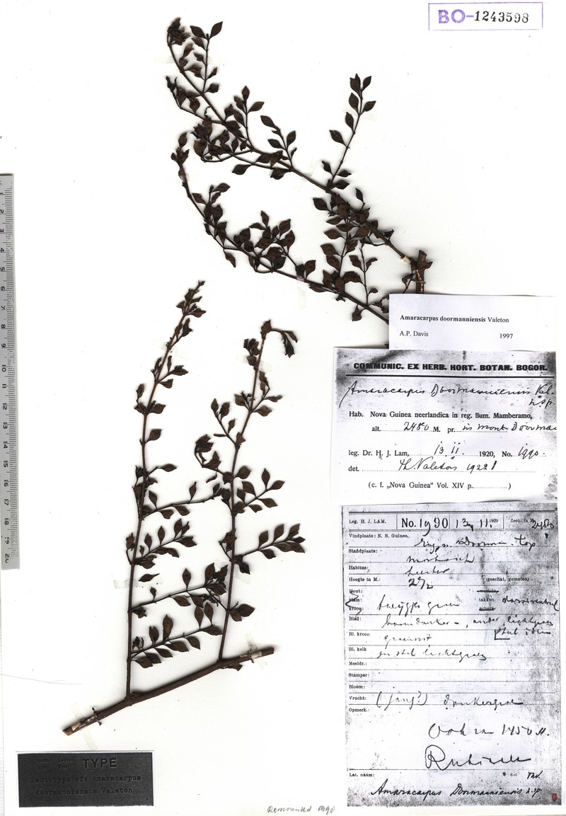 Amaracarpus doormanniensis