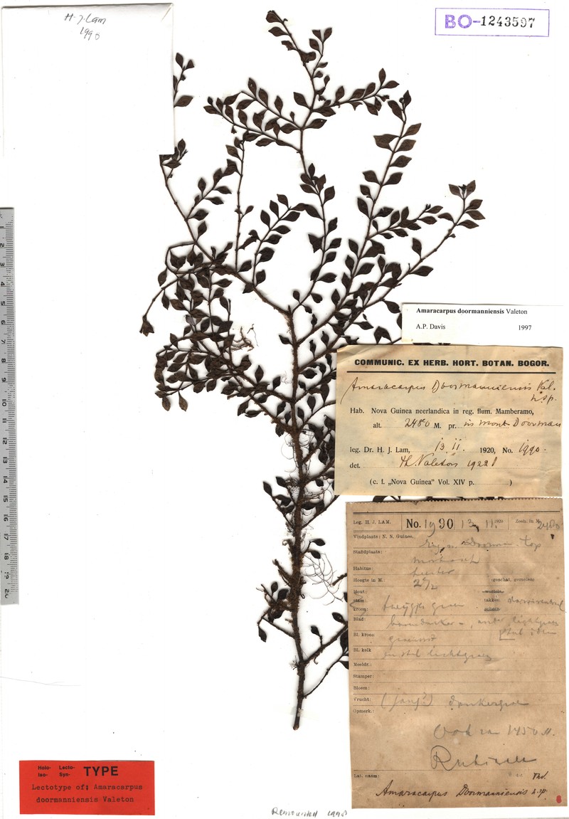 Amaracarpus doormanniensis photo 2