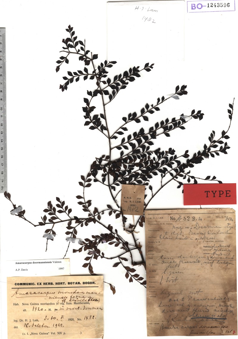 Amaracarpus doormanniensis photo 3