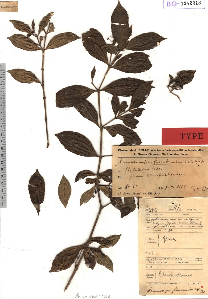 Amaracarpus floribundus