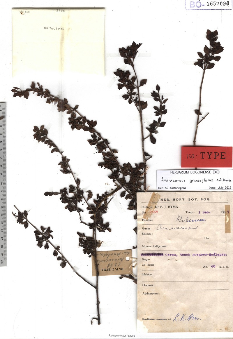 Amaracarpus grandiflorus