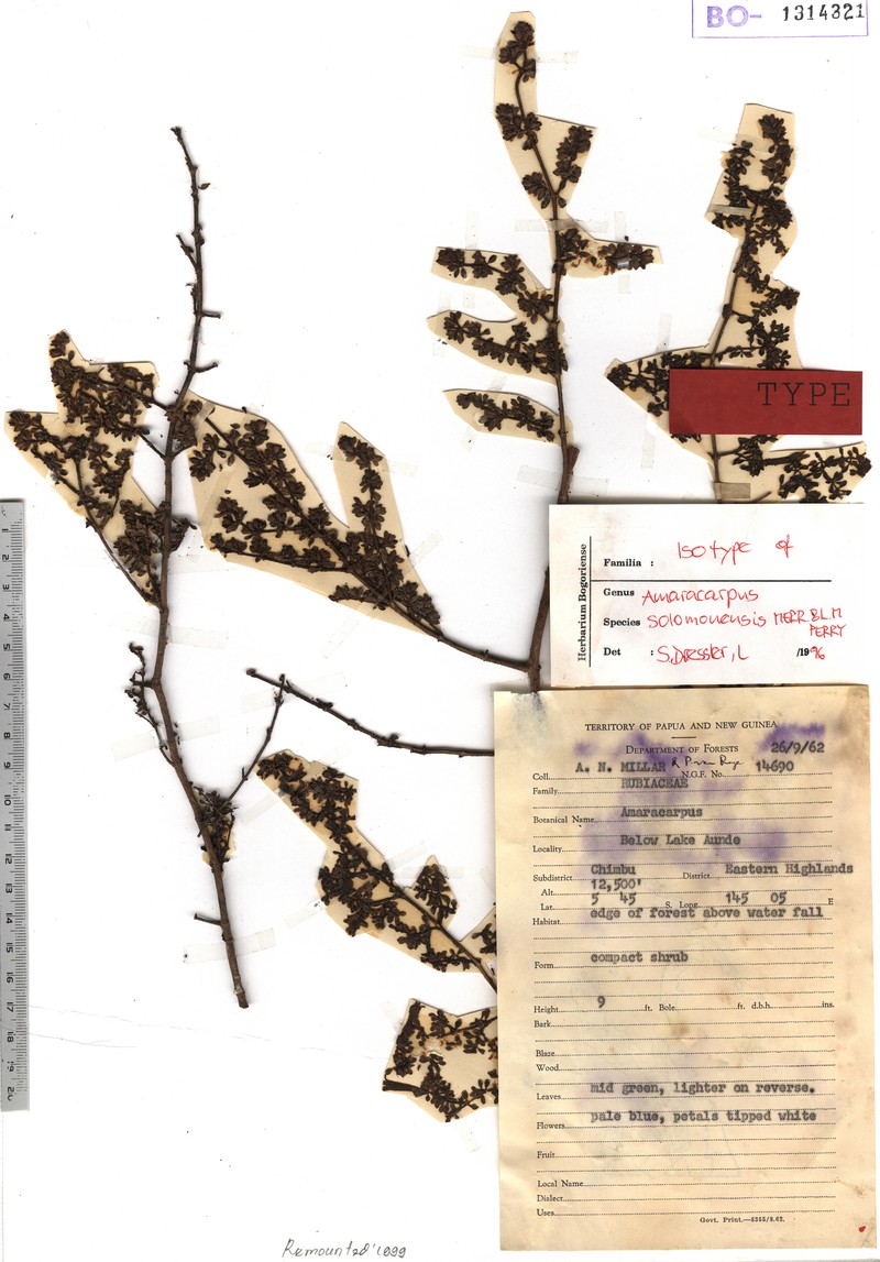 Amaracarpus grandifolius