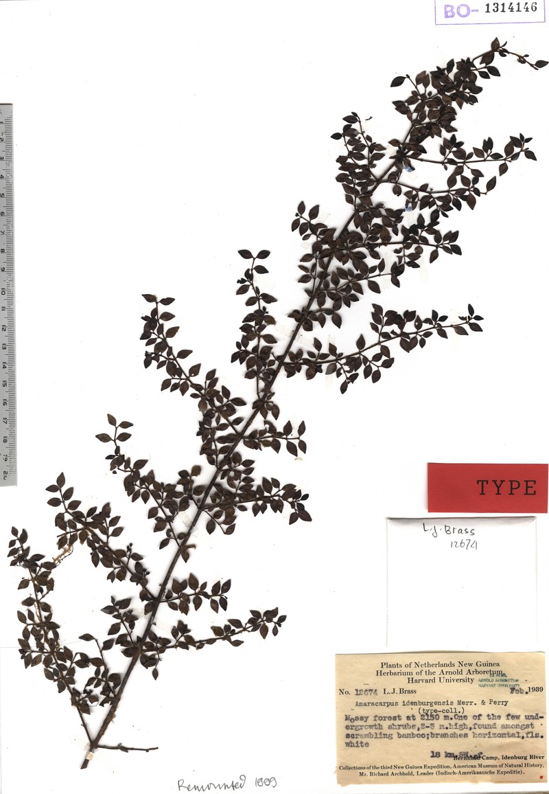 Amaracarpus idenburgensis