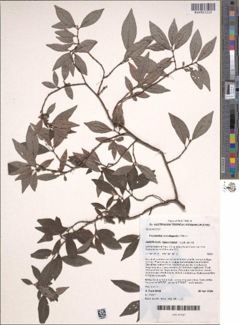 Amaracarpus nematopodus photo 2