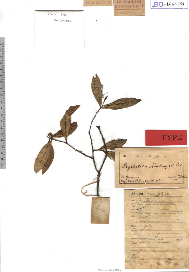 Amaracarpus nouhuizii