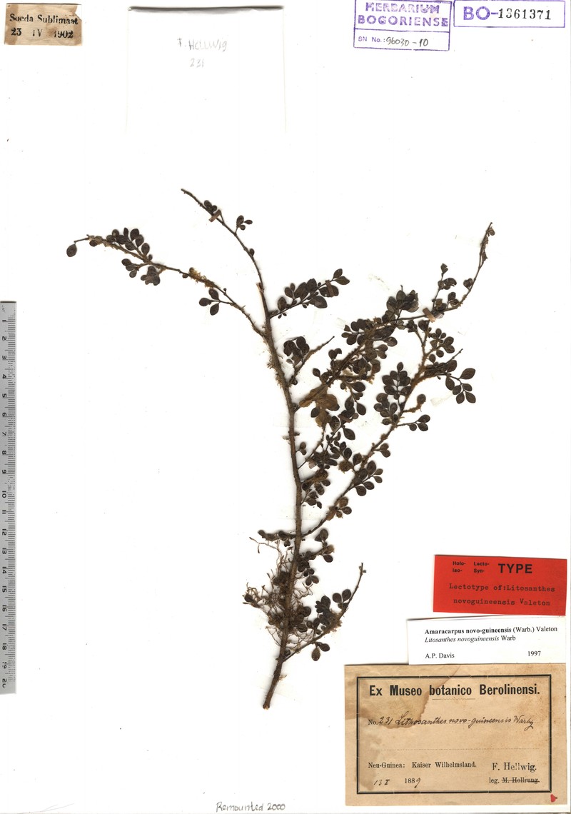Amaracarpus novoguineensis