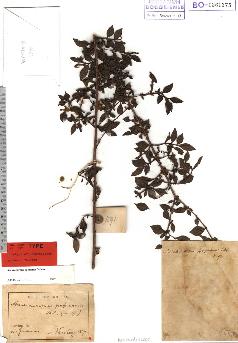 Amaracarpus papuanus