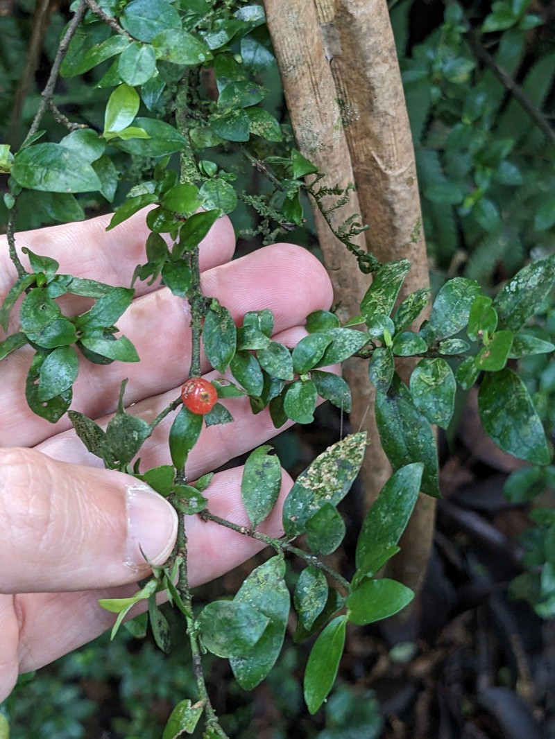 Amaracarpus pubescens photo 2