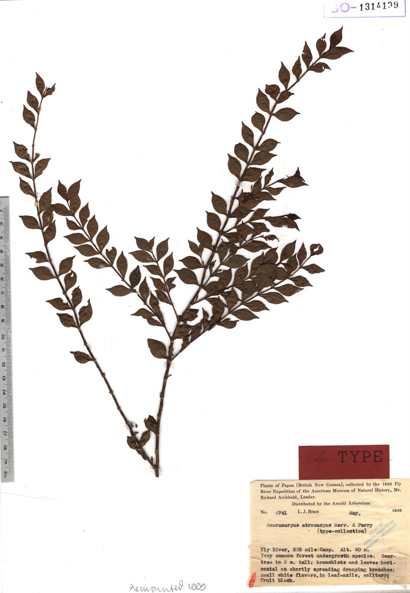 Amaracarpus schlechteri