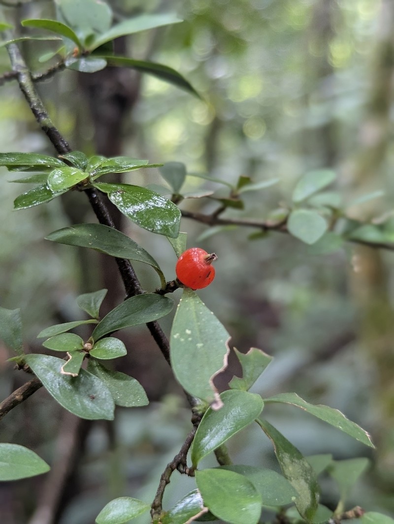 Amaracarpus wichmannii