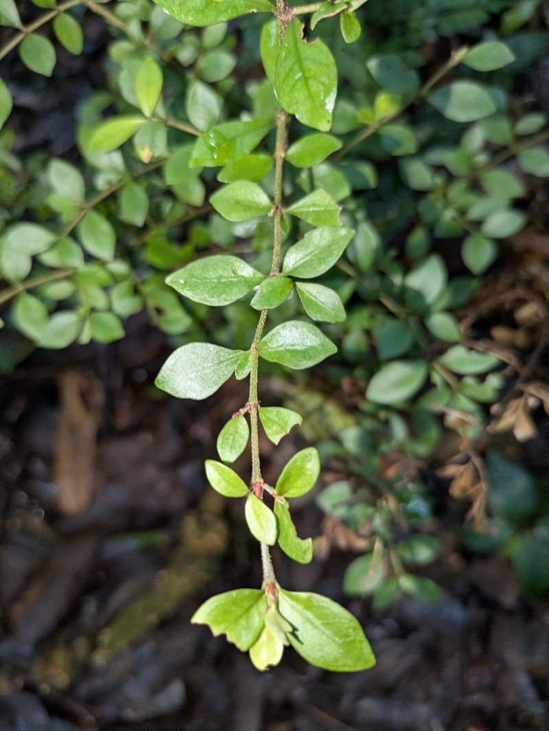 Amaracarpus wichmannii photo 2