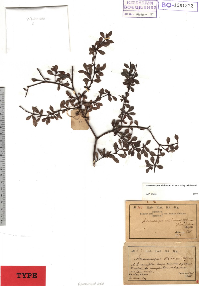 Amaracarpus wichmannii photo 3