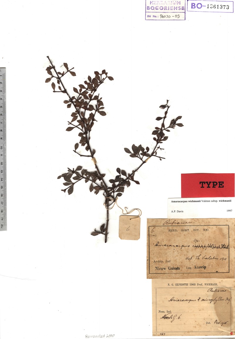 Amaracarpus wichmannii photo 4