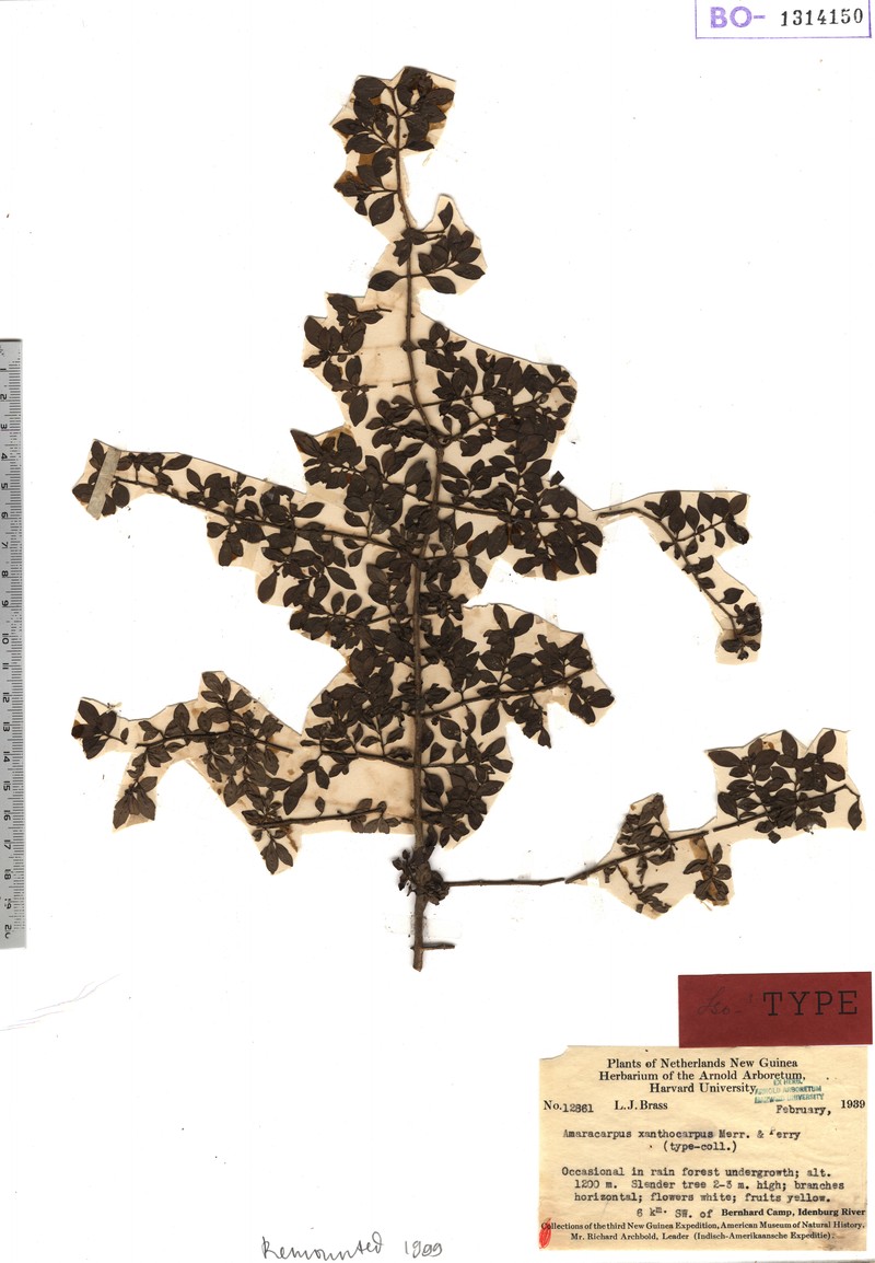 Amaracarpus xanthocarpus
