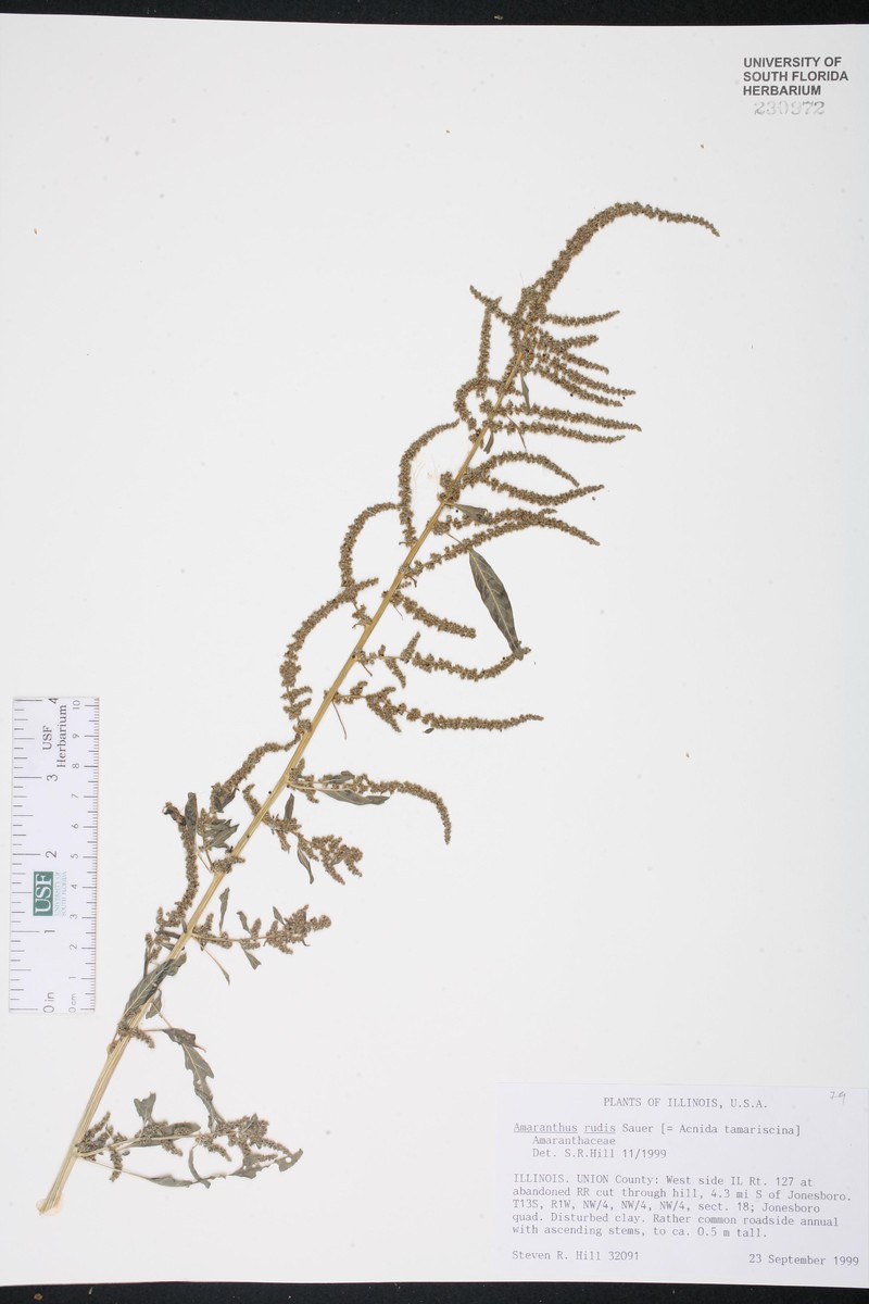 Amaranthus × tamariscinus
