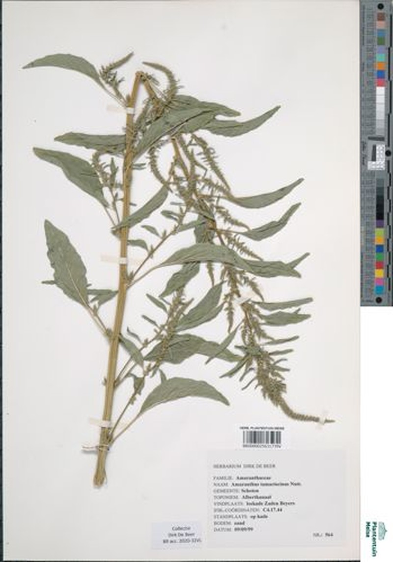 Amaranthus × tamariscinus photo 2