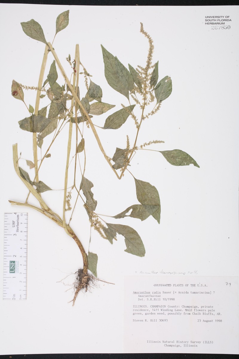 Amaranthus × tamariscinus photo 3