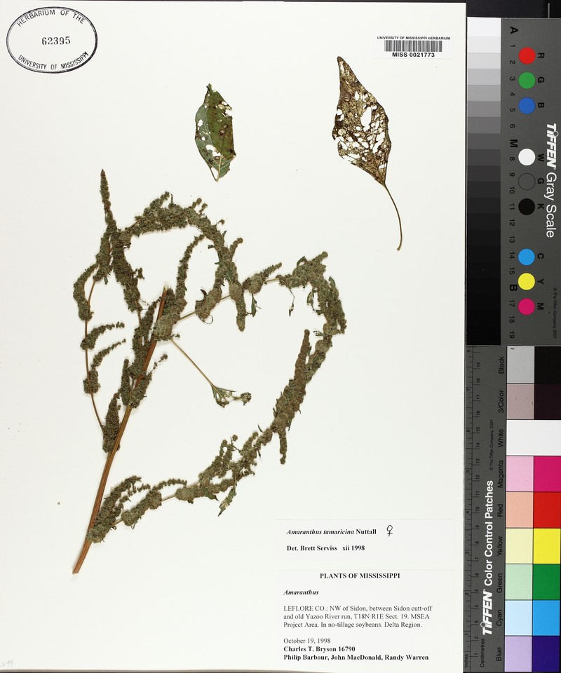 Amaranthus × tamariscinus photo 4