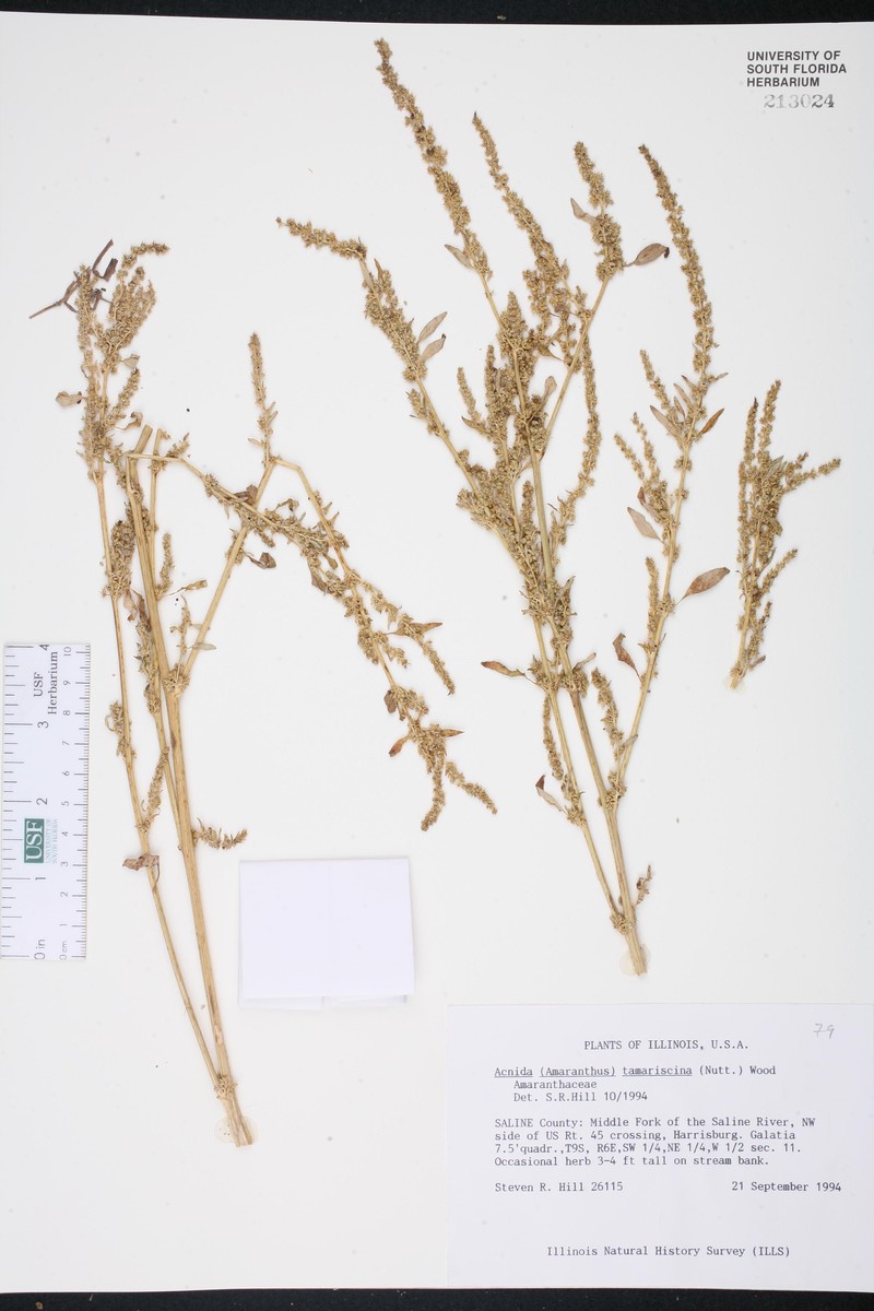 Amaranthus × tamariscinus photo 5
