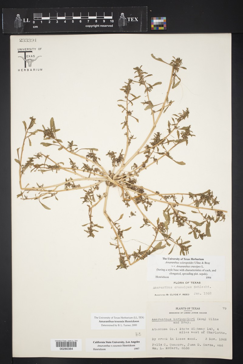 Pigweed