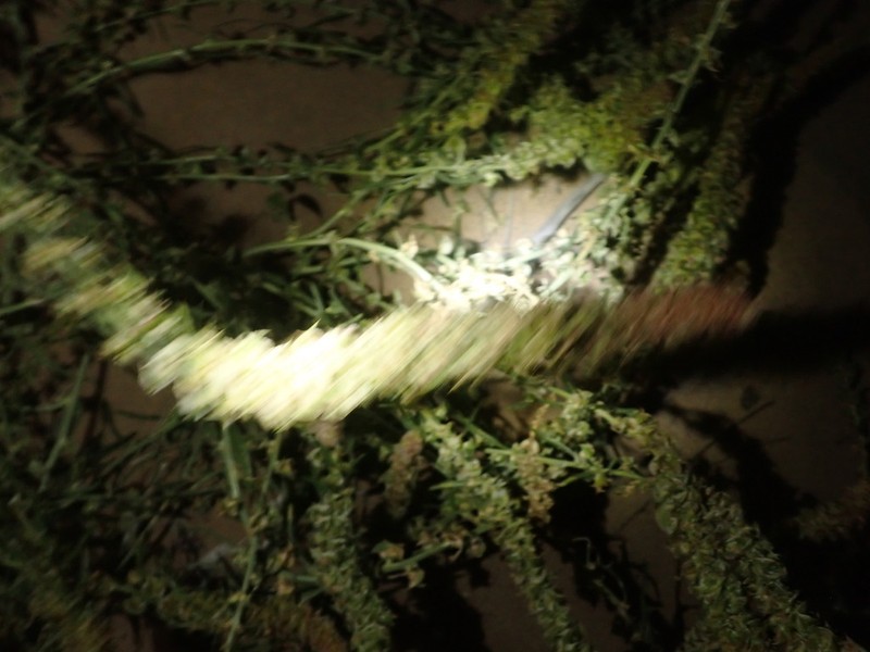 Greenstripe photo 4