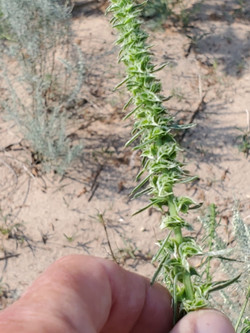 Greenstripe photo 5