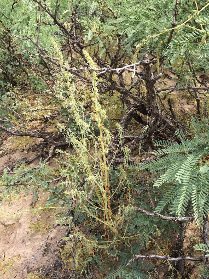 Greenstripe photo 6