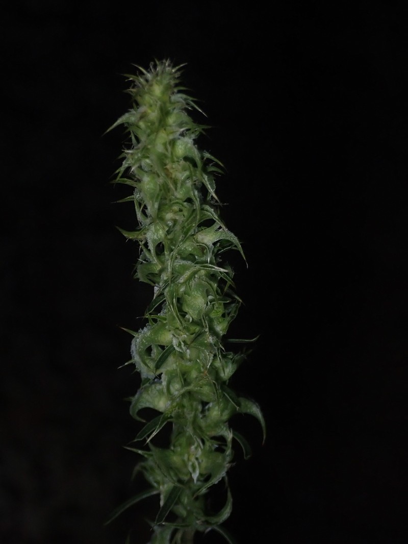 Greenstripe photo 7
