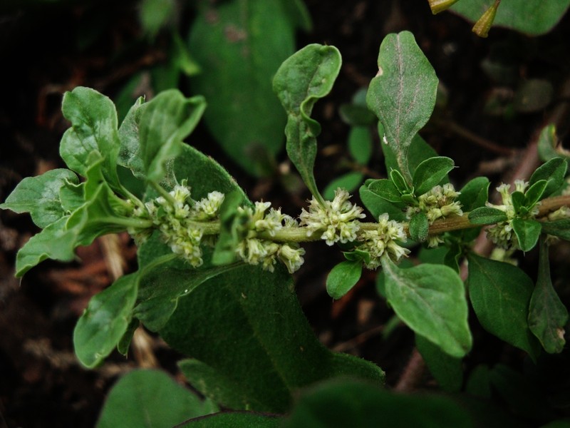 Amaranthus acutilobus photo 2