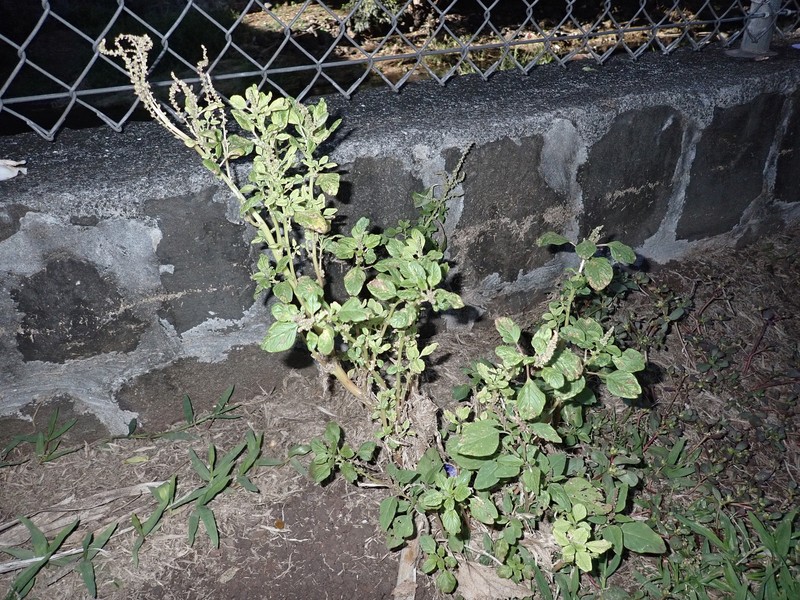 Amaranthus acutilobus photo 3