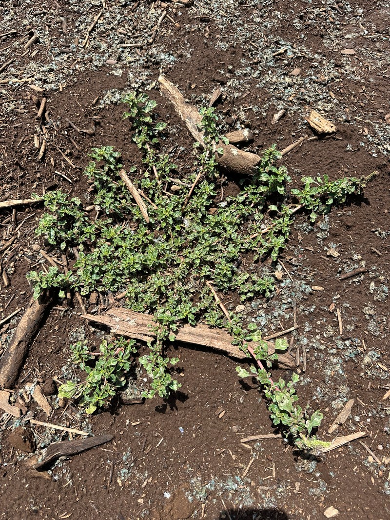 Amaranthus acutilobus photo 4