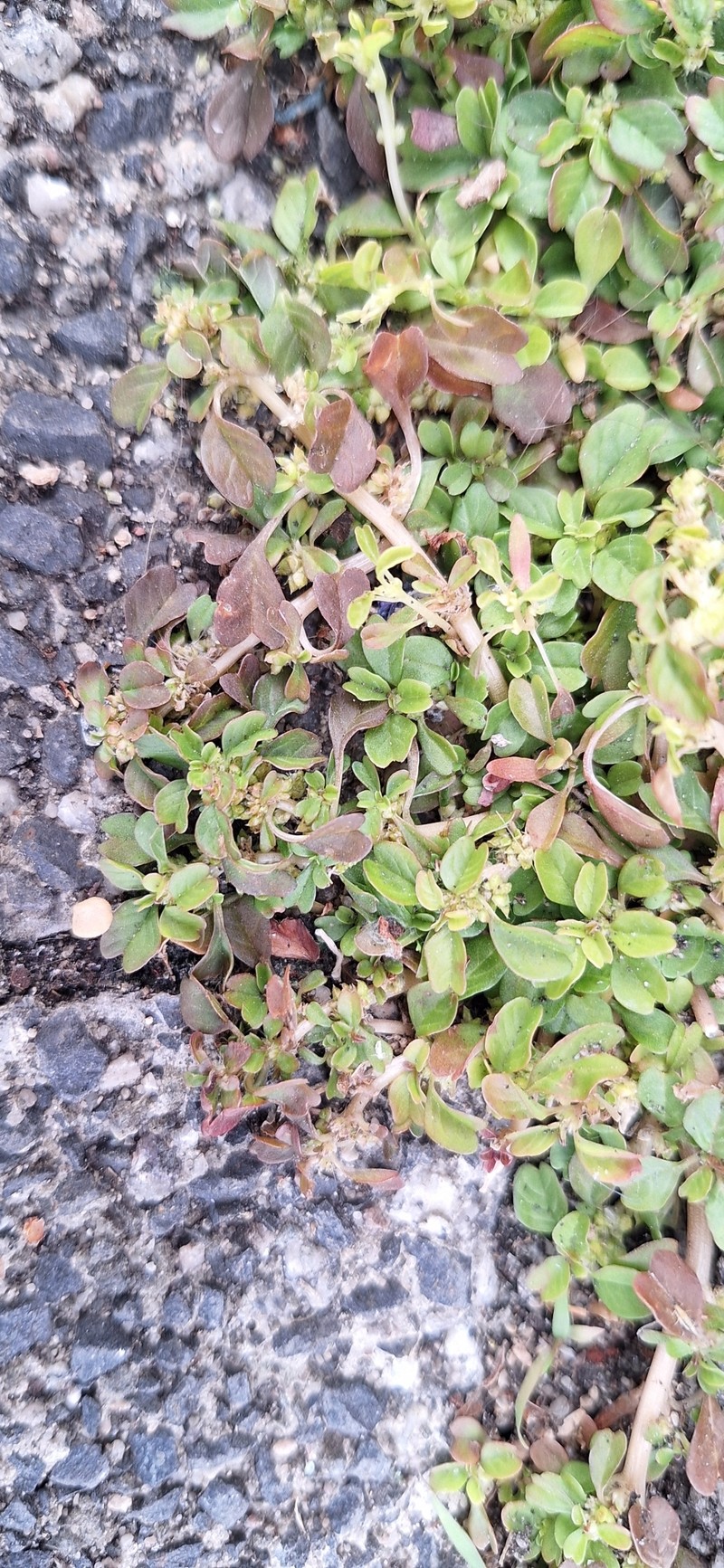 Amaranthus acutilobus photo 5