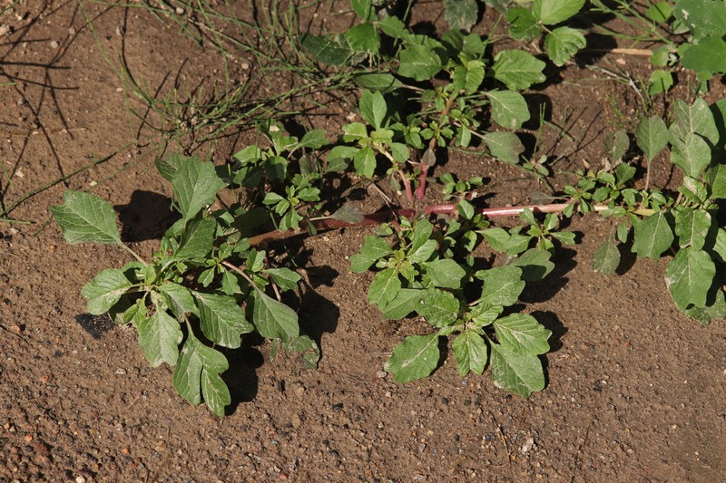 Amaranthus acutilobus photo 6