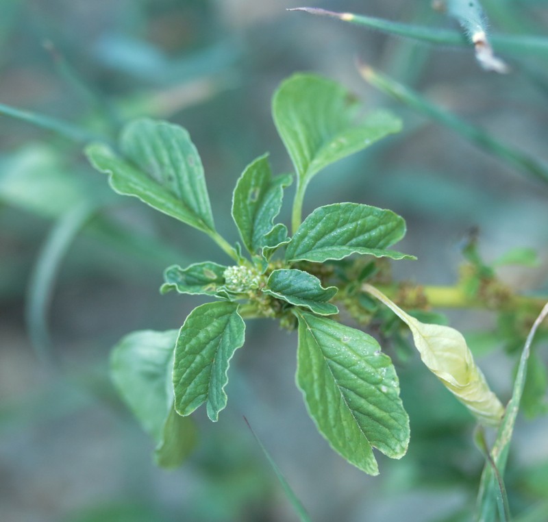 Amaranthus acutilobus photo 7