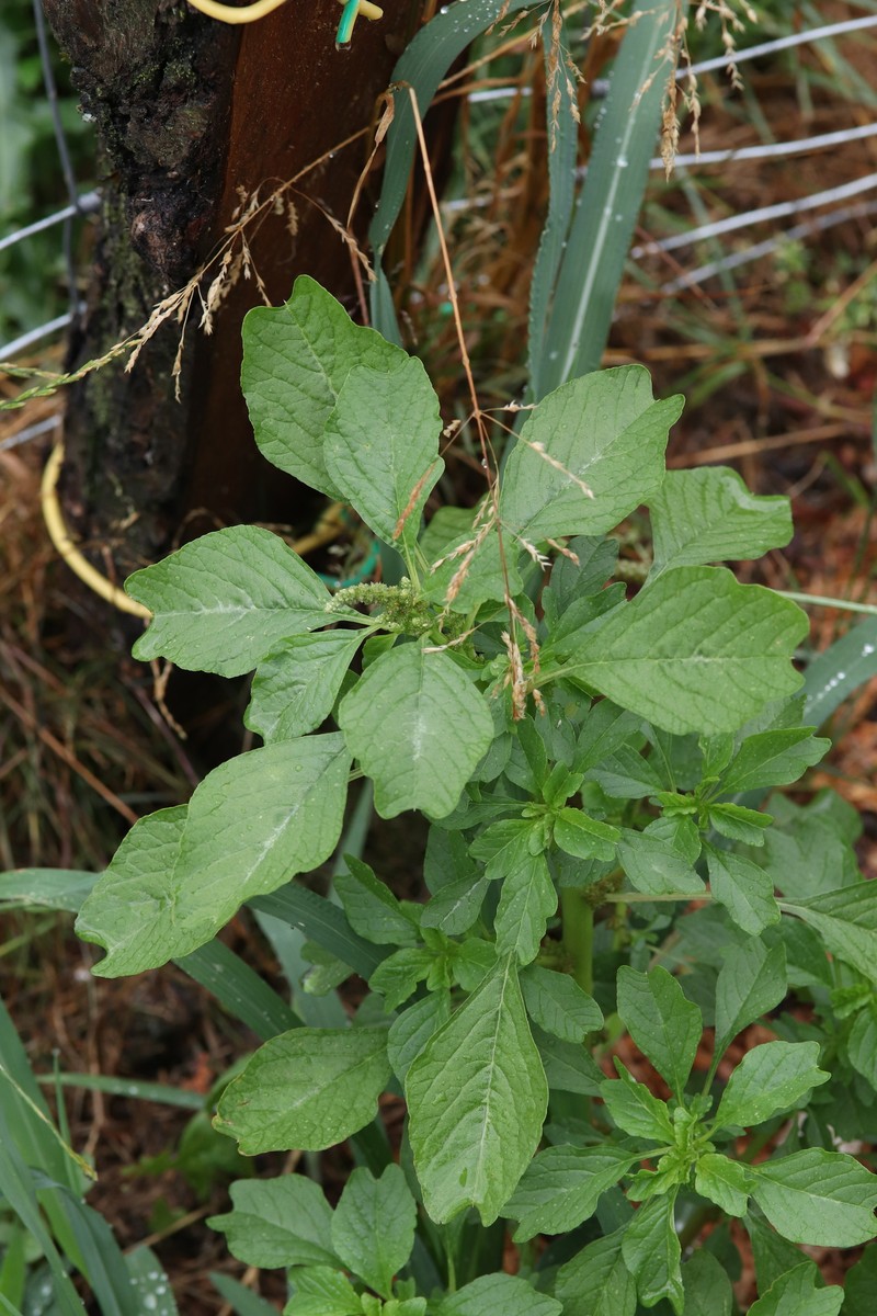 Amaranthus acutilobus photo 8