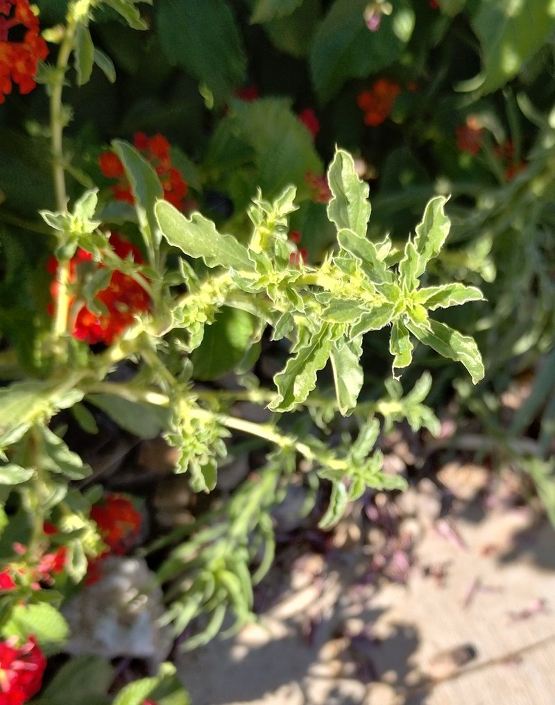 Prostrate Pigweed photo 2