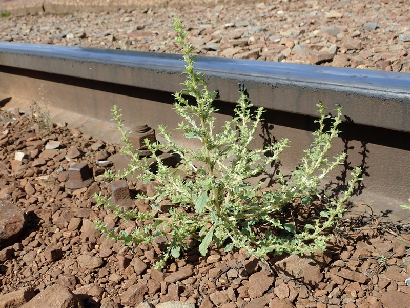 Prostrate Pigweed photo 3