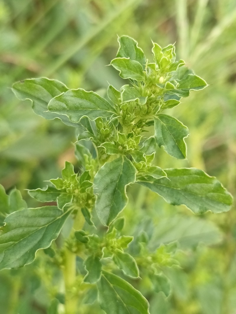 Prostrate Pigweed photo 4