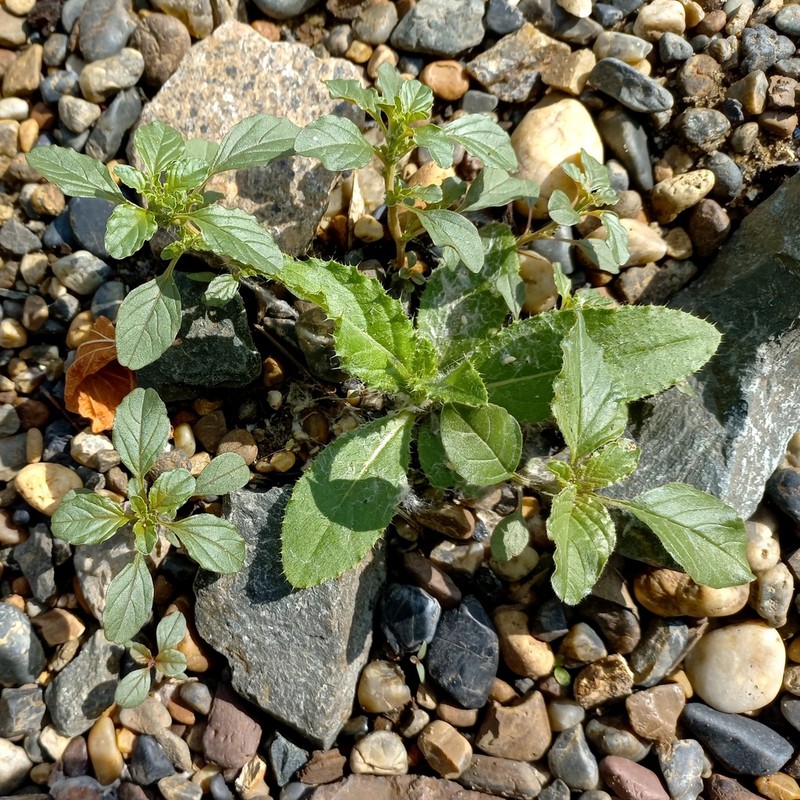 Prostrate Pigweed photo 5
