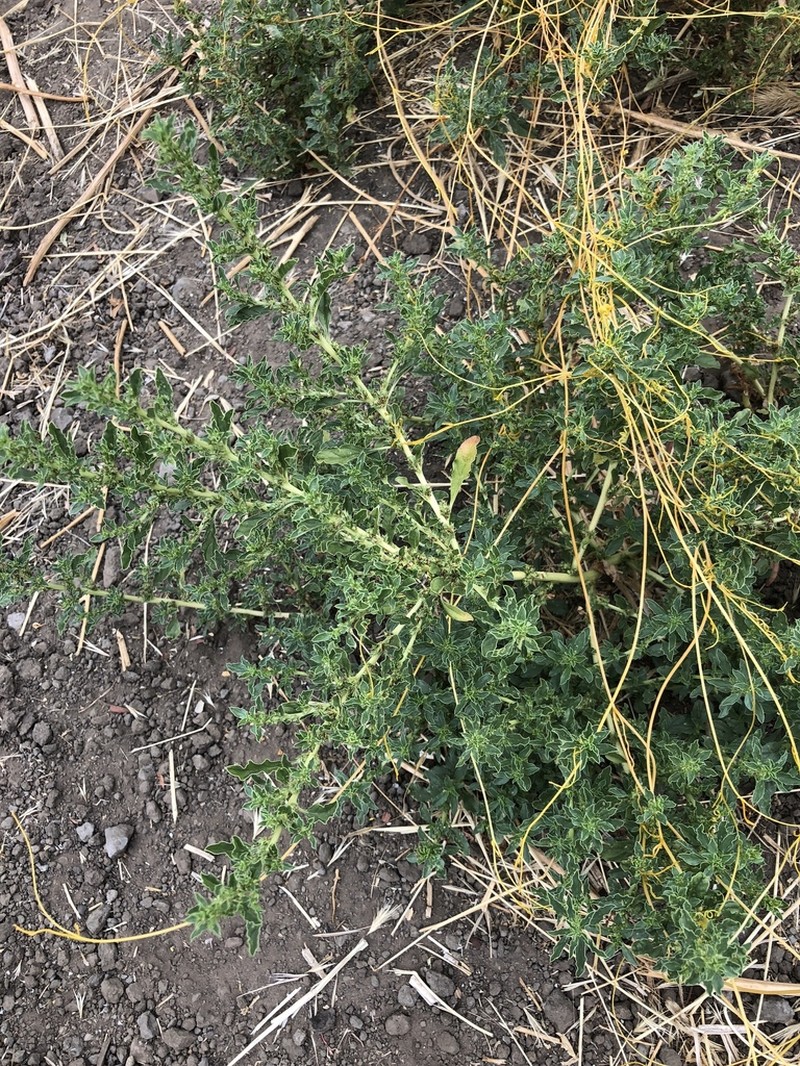 Prostrate Pigweed photo 6